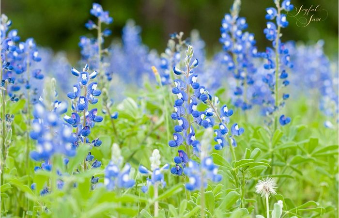 Bluebonnets, Bunnies, Babies and Blue and White